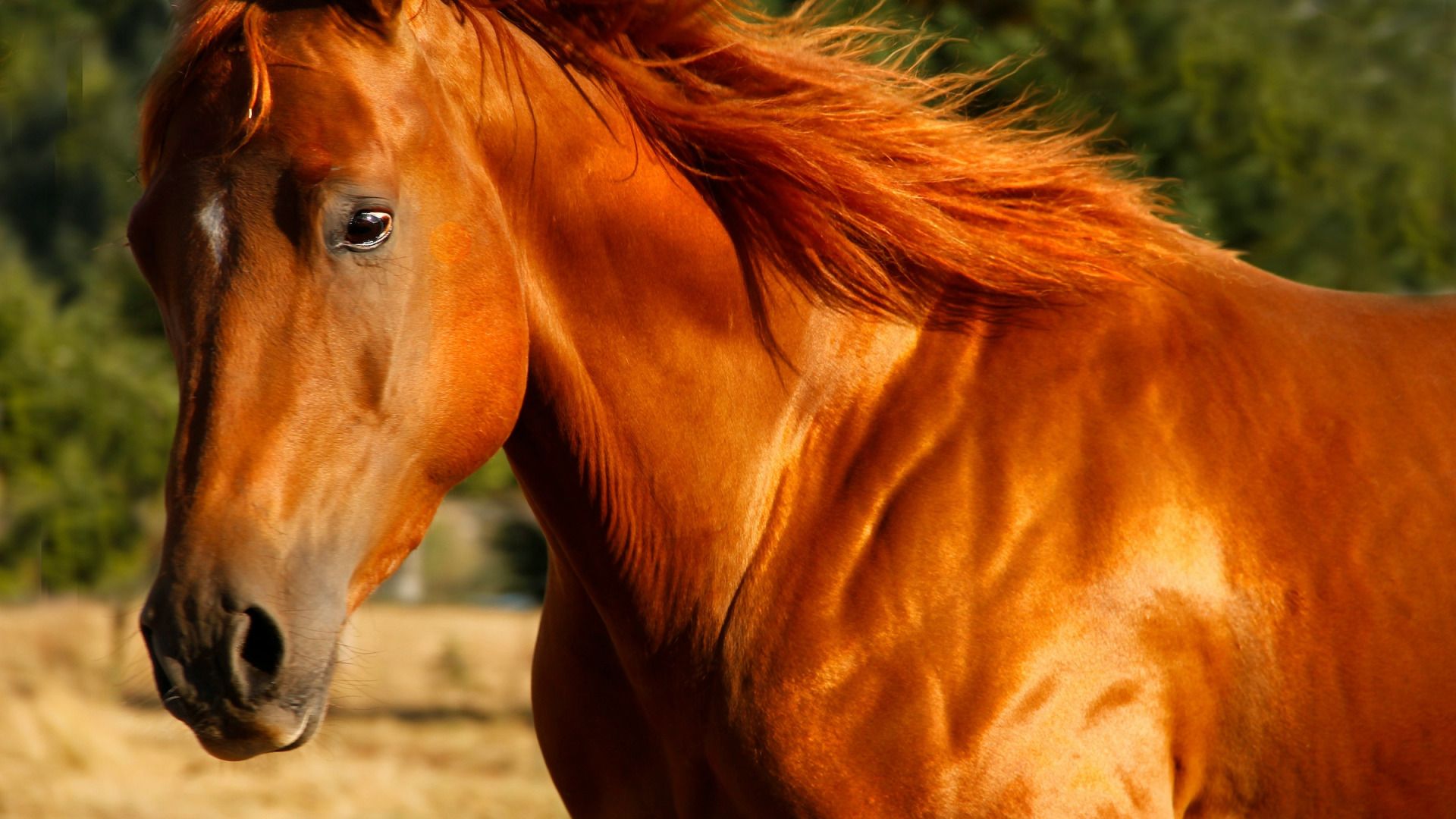 1920x1080 Why Everyone Needs A Chestnut Horse