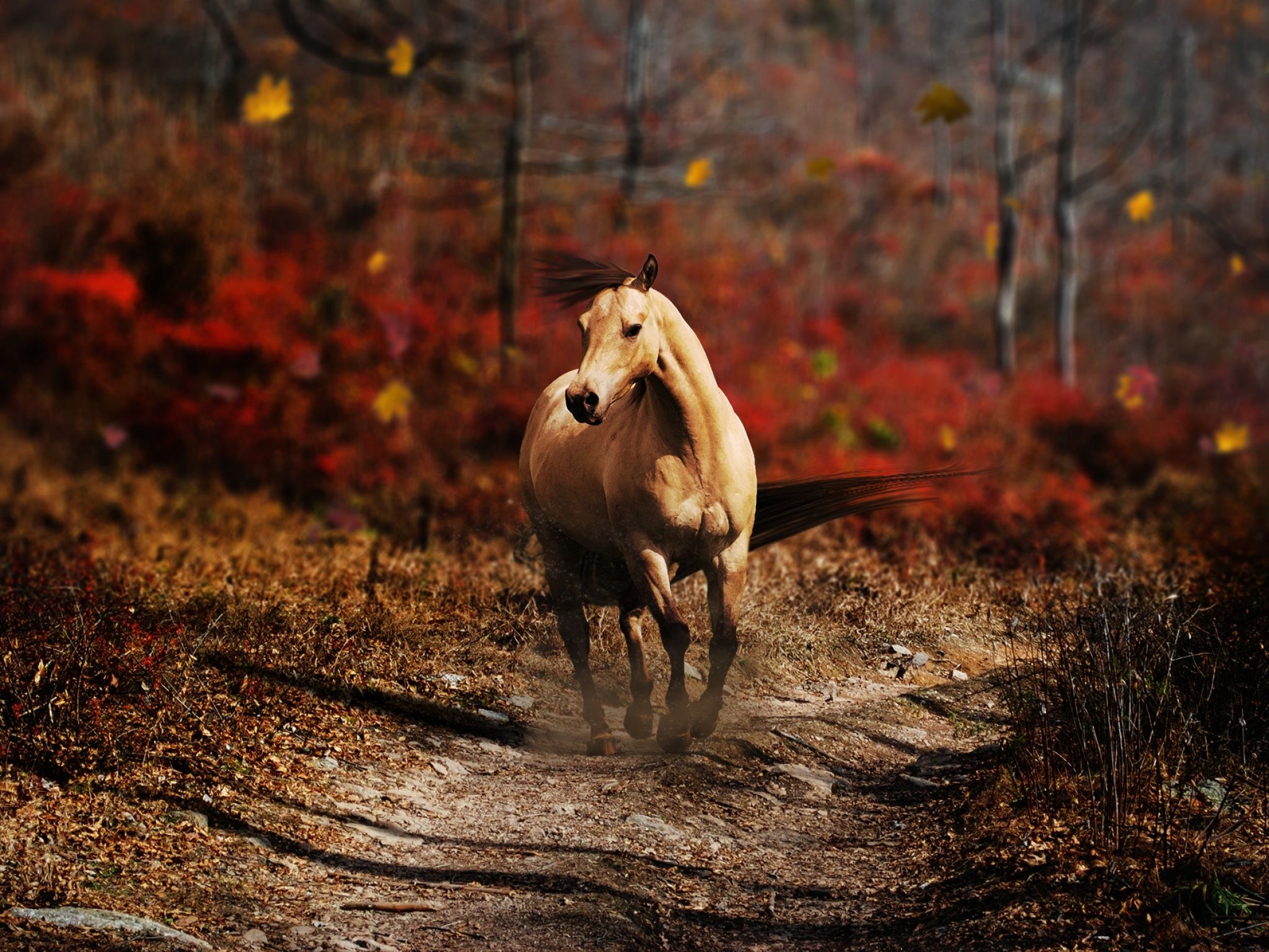 2048x1536 Wallpaper Brown Horse Running on Brown Soil During Daytime, Background Free Image