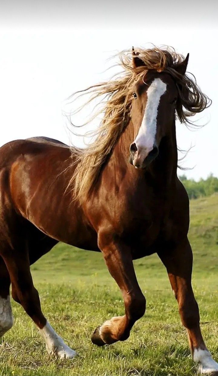 720x1243 Horses Only. Horses, Horse wallpaper, Pretty horses