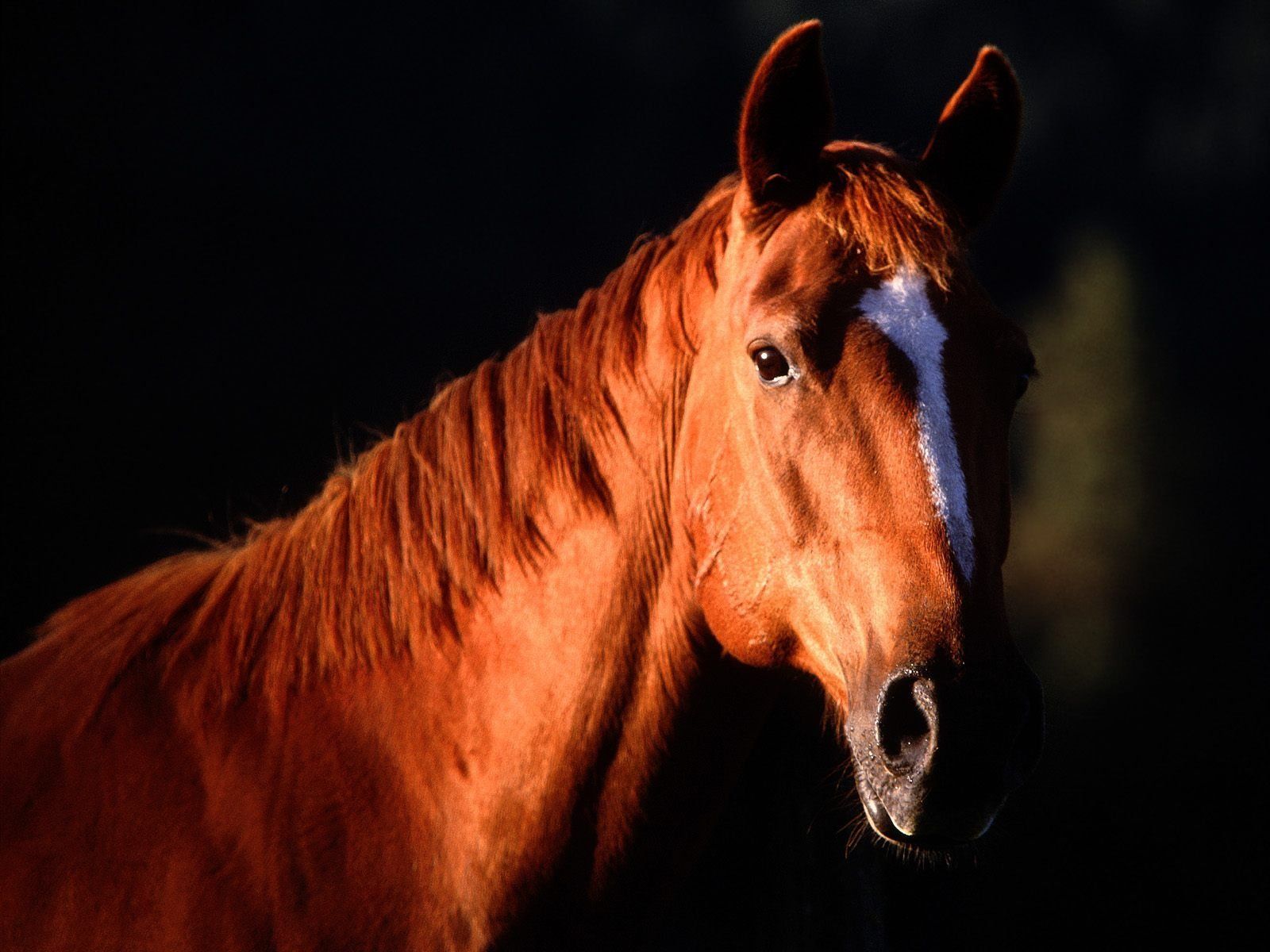 1600x1200 Majestic Chestnut Horse