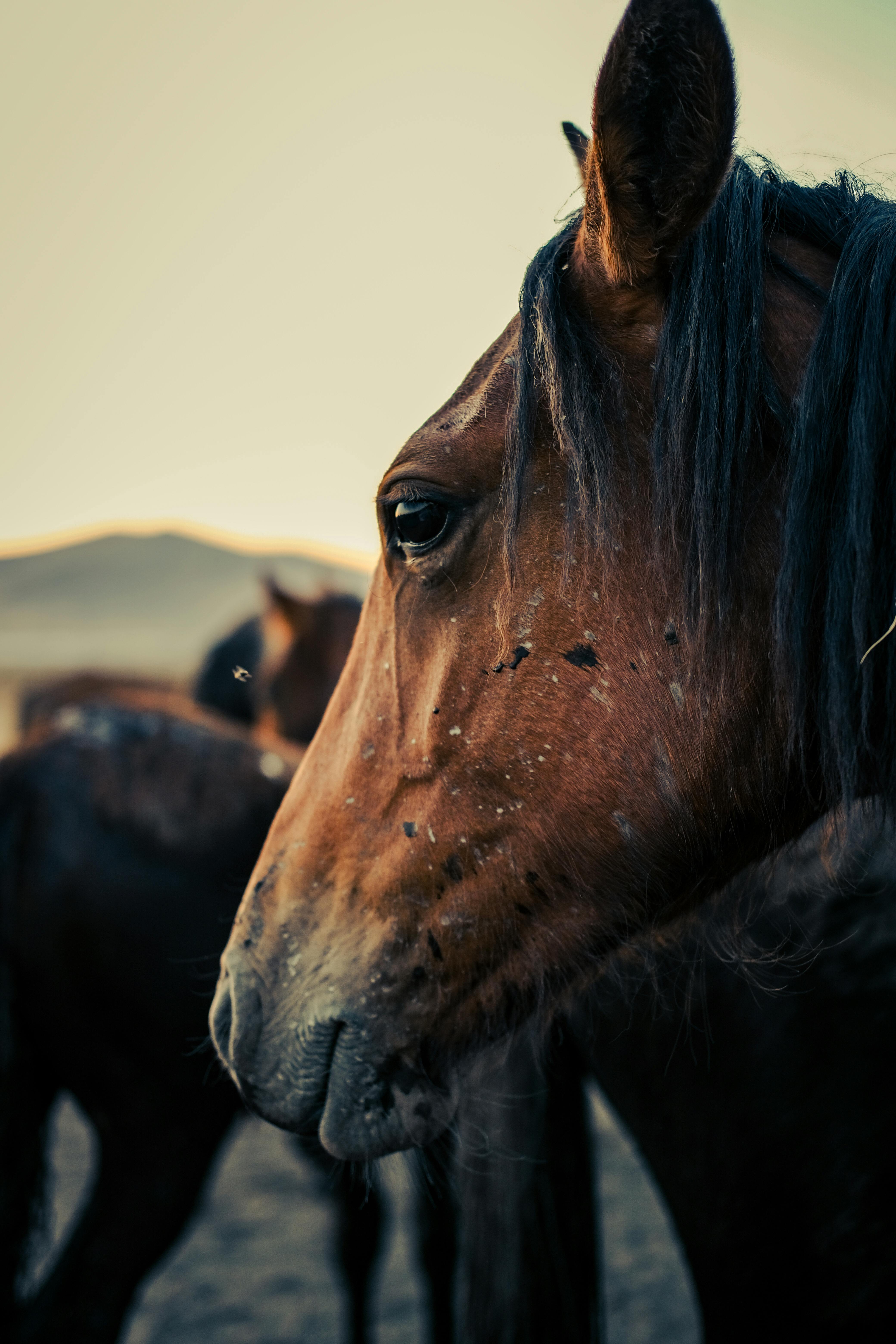 4160x6240 A close up of a horse's face · Free
