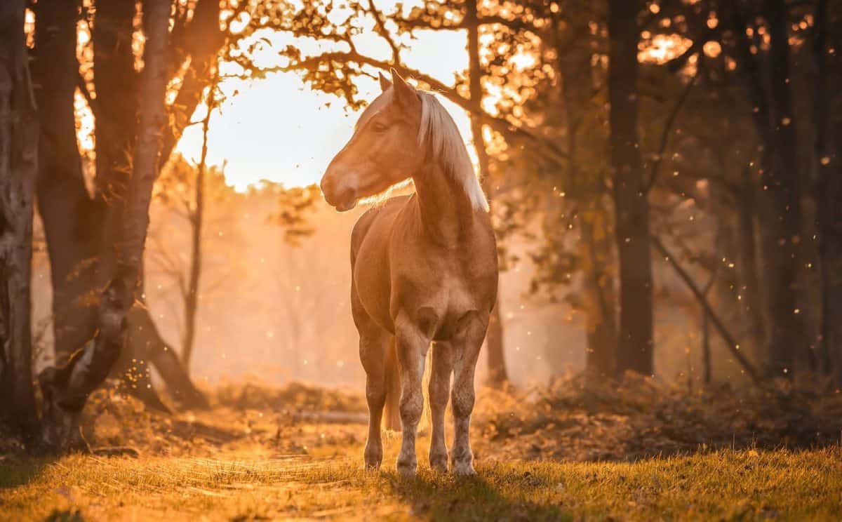 1200x744 The Live Export of Horses And Their Slaughter Must End Save Movement