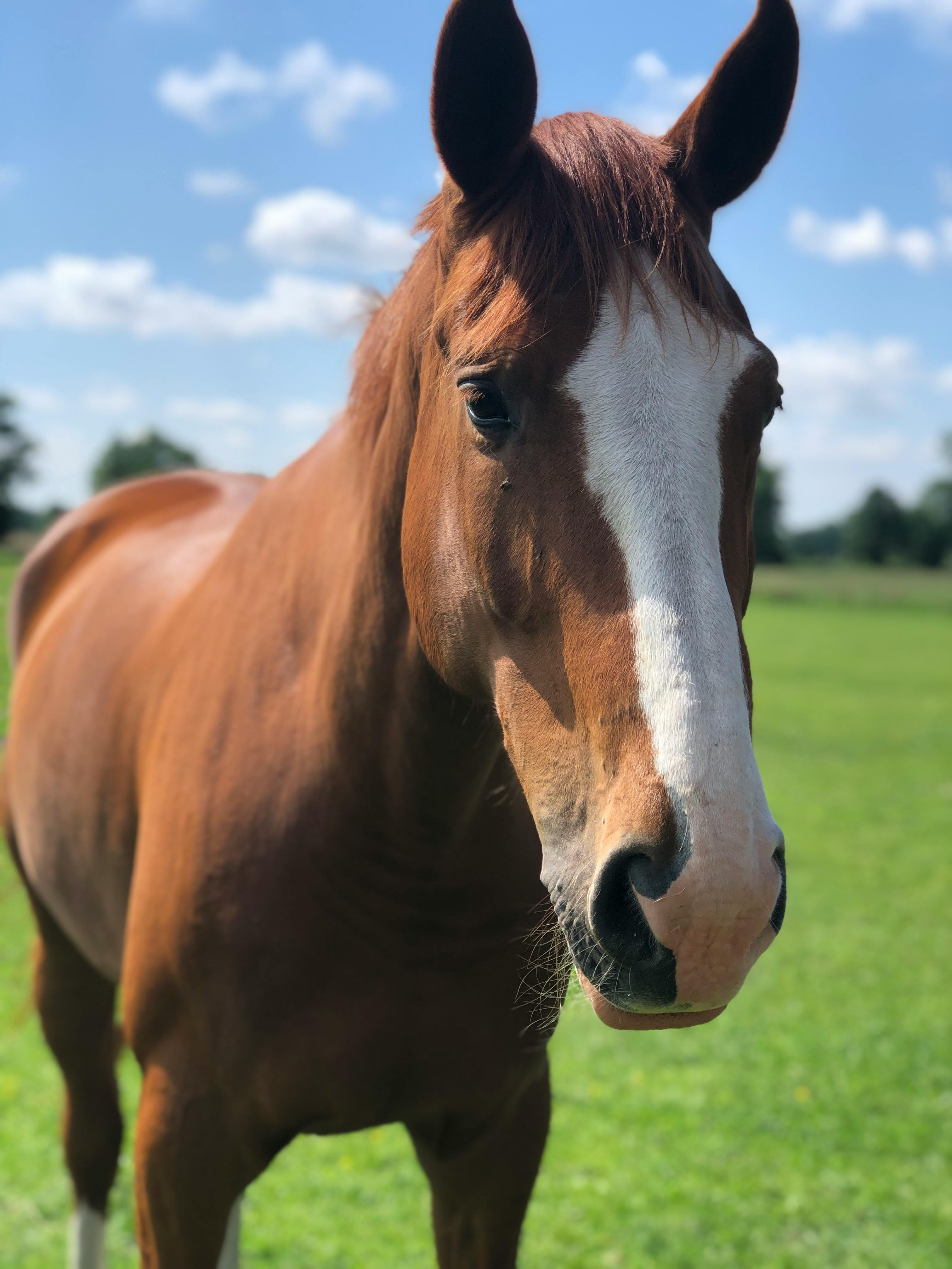 3024x4032 Horse in Black and White · Free