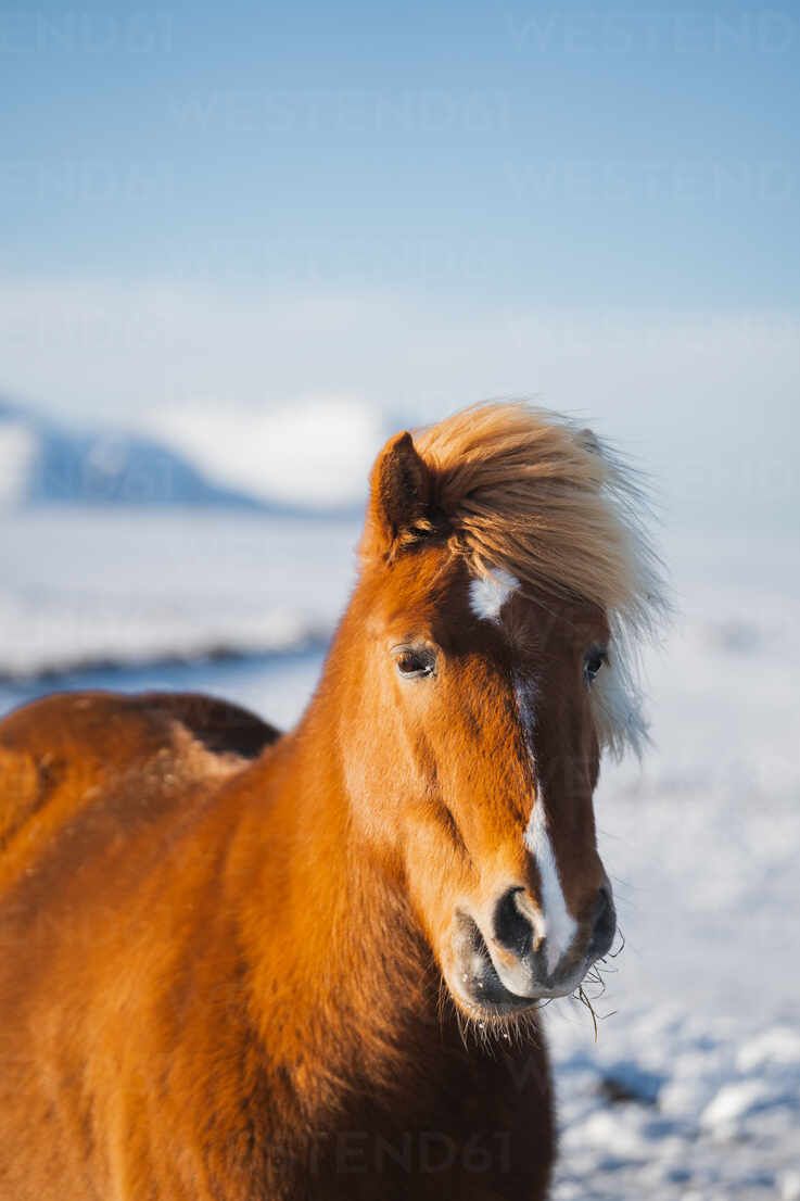 737x1106 A chestnut Icelandic horse, with a striking blonde mane, poses elegantly against a backdrop of snow and distant frosty mountains