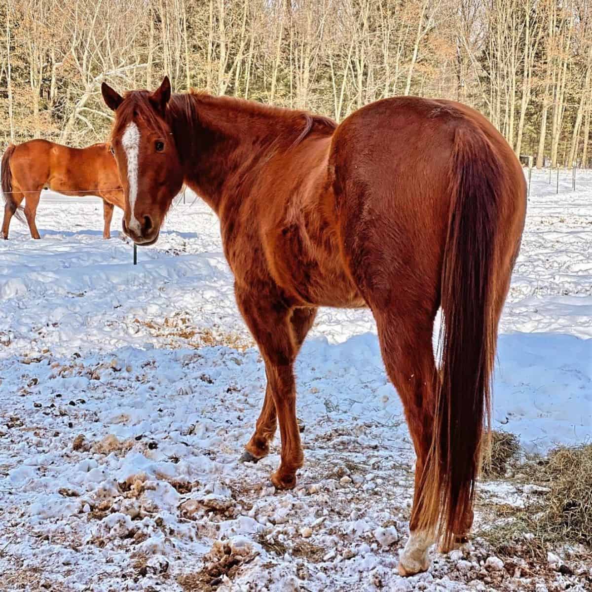 1200x1200 Magnificent Chestnut Horses (Unique Colors)