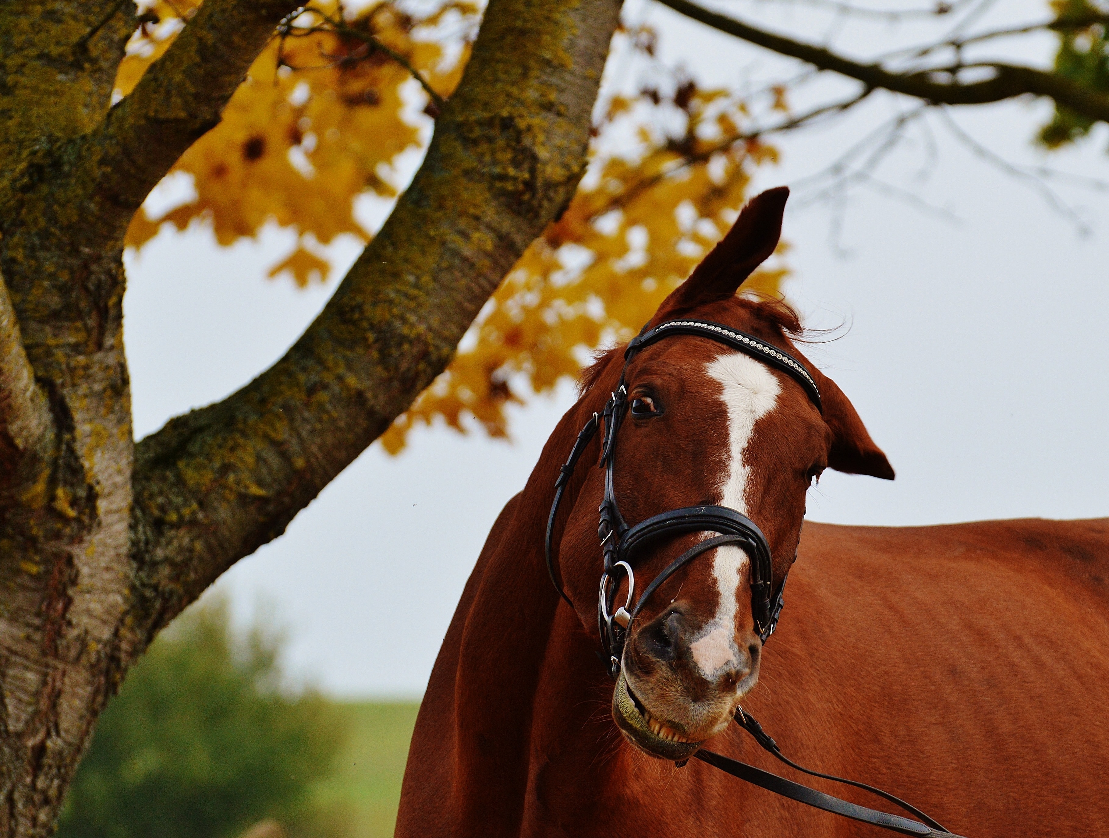 3640x2751 brown and white horse in shallow photography during daytime free image