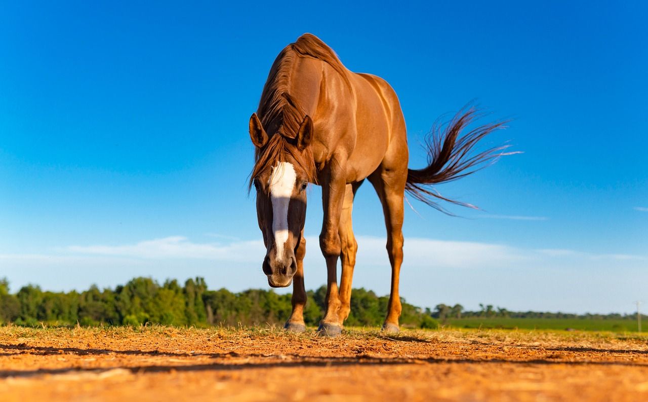 1280x793 Free Chestnut Mare & Chestnut Image