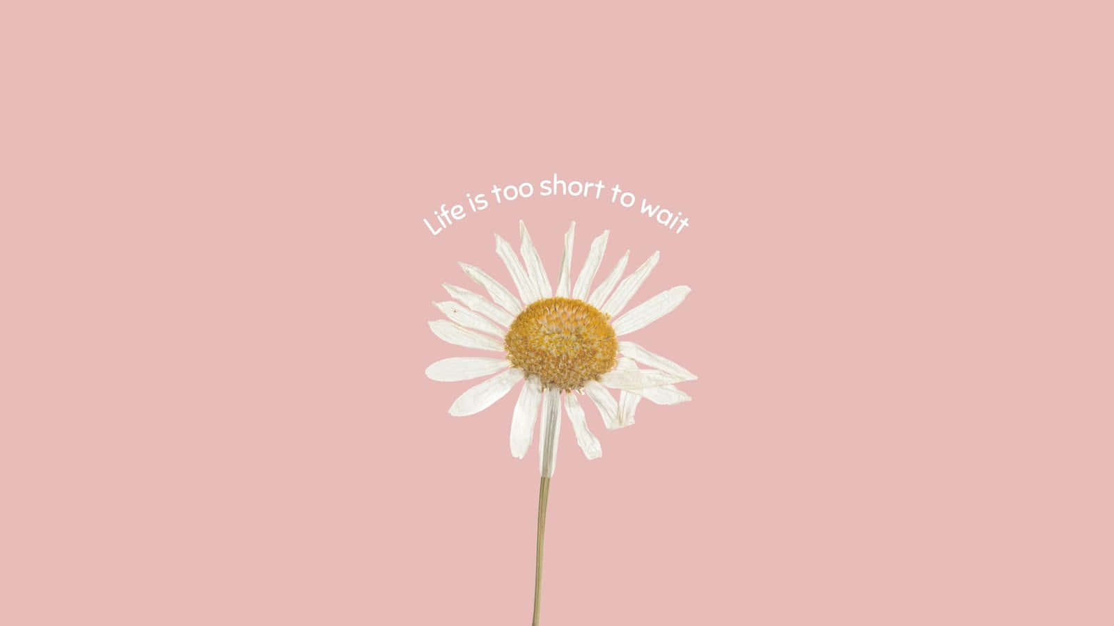 1600x900 Download A White Daisy With The Words Life Is Too Short