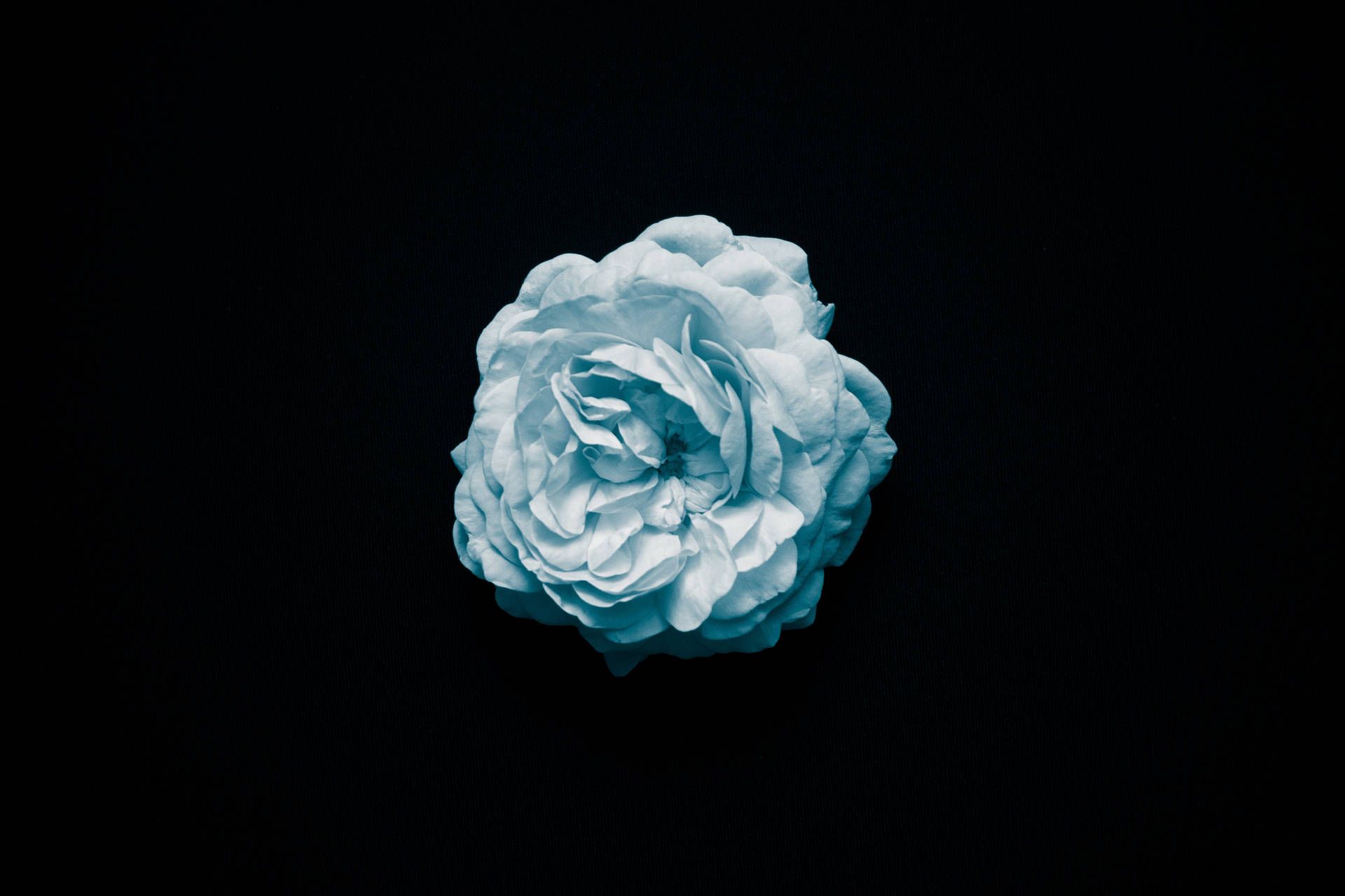 1920x1280 Download Best OLED White Flower Wallpaper