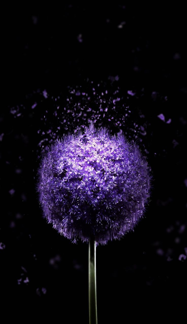 736x1272 Violet Flower 4K AMOLED Wallpaper