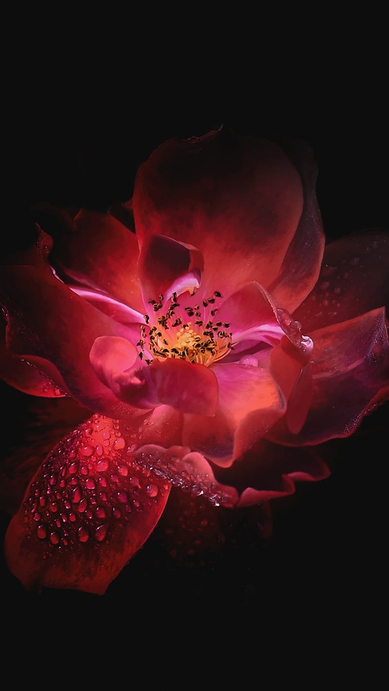 800x1422 Floral Petal, flowers, oled, dark, nature, HD phone wallpaper