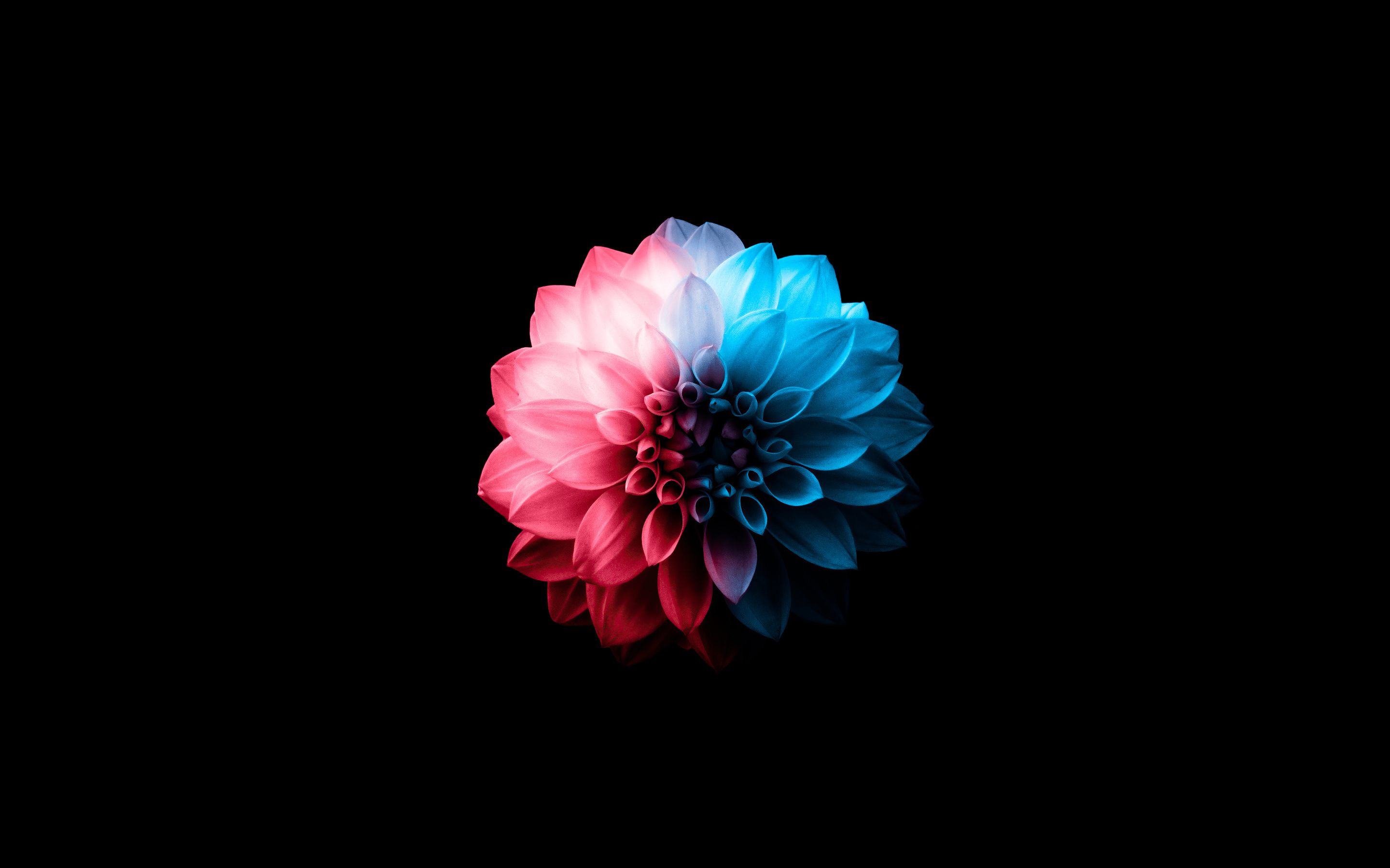 2880x1800 Flower Oled Dark 5k Macbook Pro Retina , HD 4k Wallpaper, Image, Background, Photos and Picture
