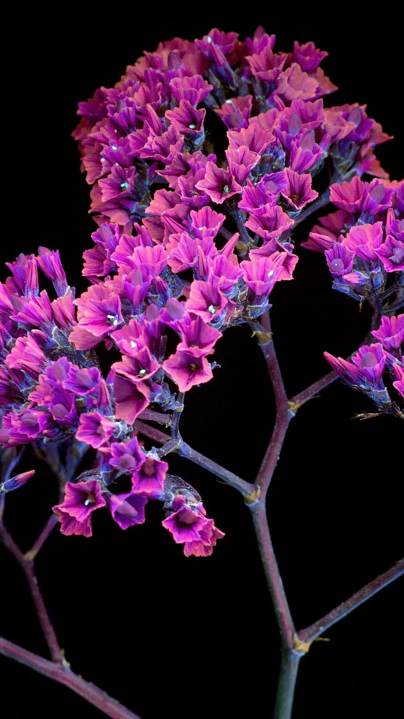 800x1422 HD oled purple flower wallpaper