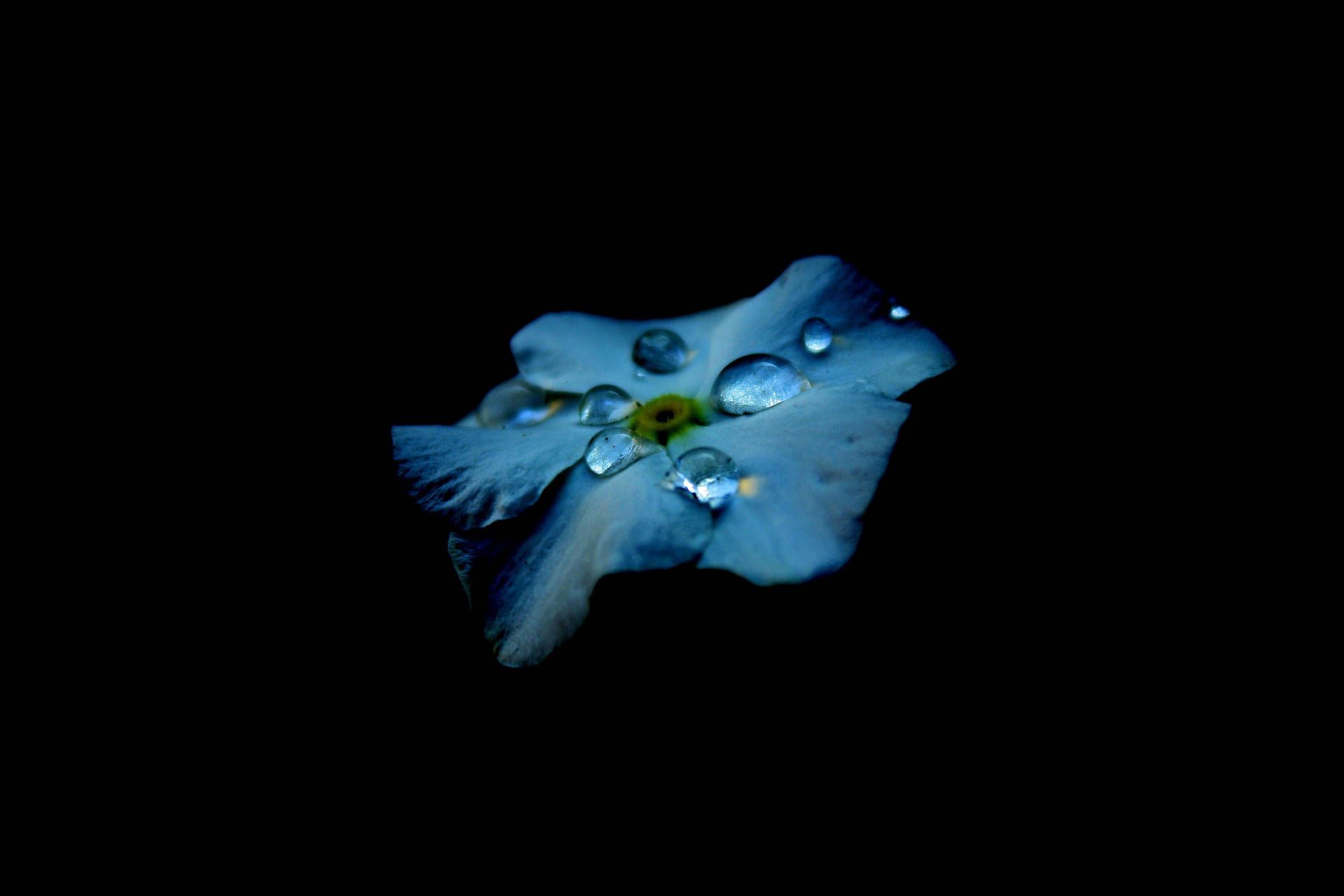 1920x1280 Download Vibrant Blue Flower under Raindrops Displayed on Best OLED Screen Wallpaper