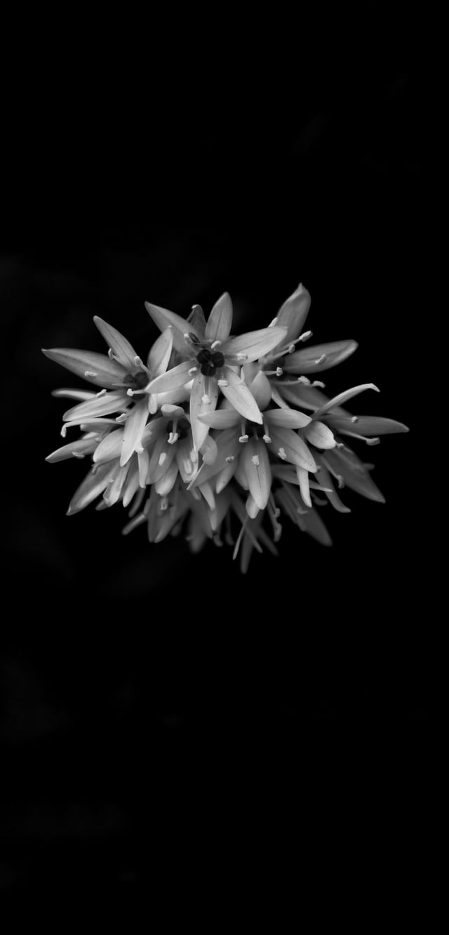 640x1331 Black and white photo of flowers for smartphones [3840 x 2160]