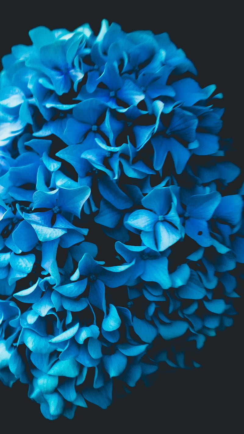 800x1422 Flower Oled, nature, flowers, HD phone wallpaper