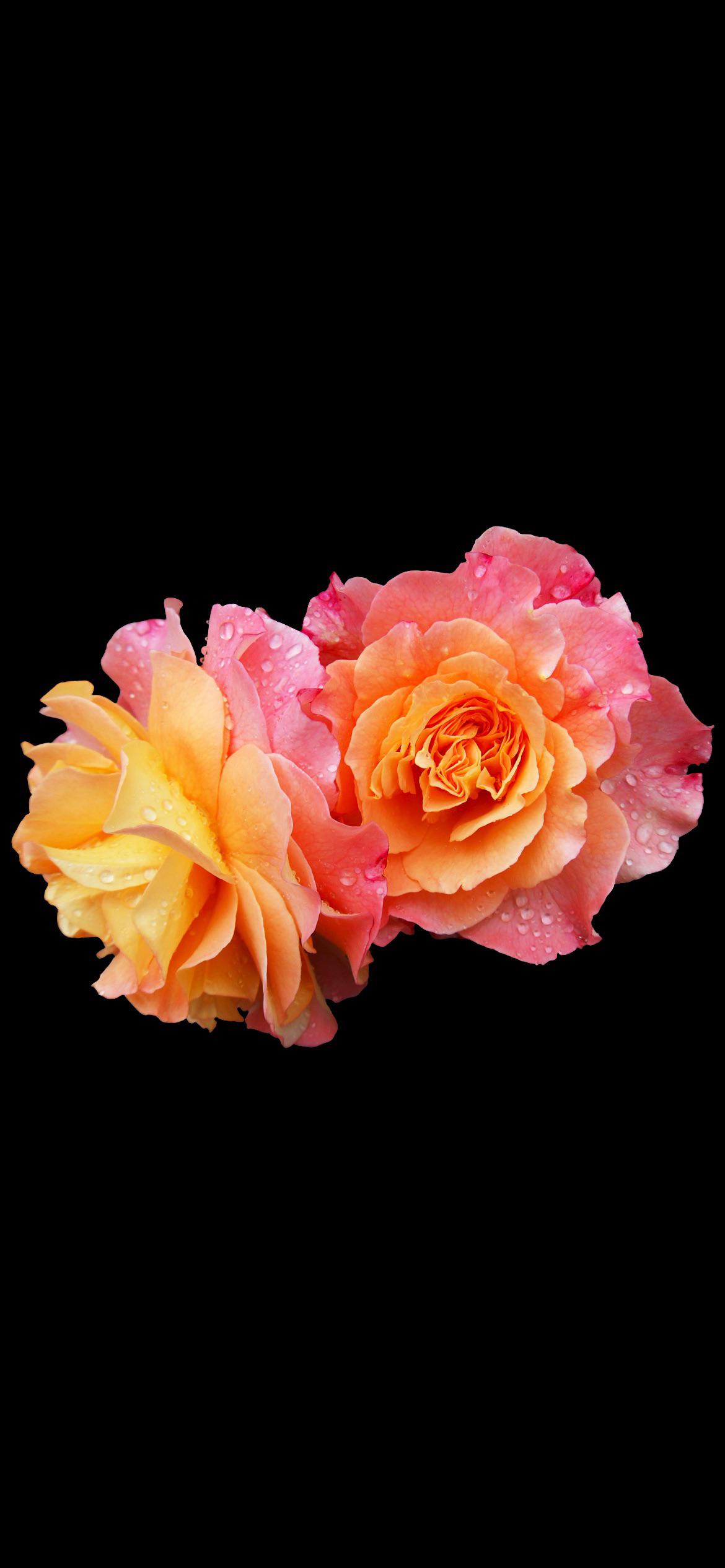 1170x2532 Flowers for Oled display [1170×2532]