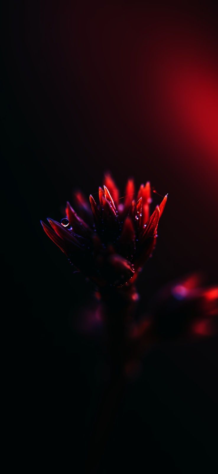 738x1600 Glowing Flower OLED iPhone Wallpaper 4K