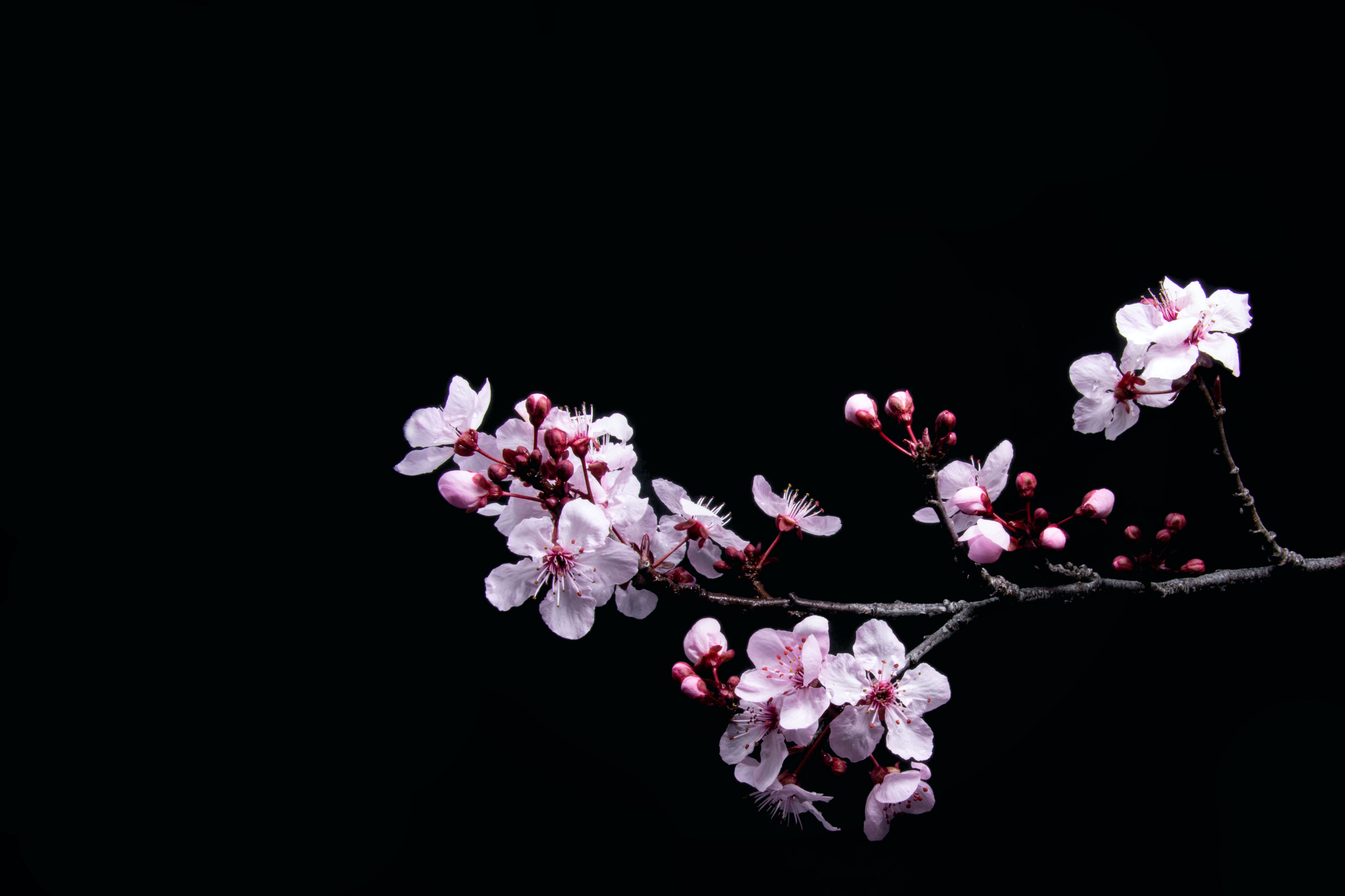 8000x5333 Beautiful pink and white cherry blossom wallpaper pack