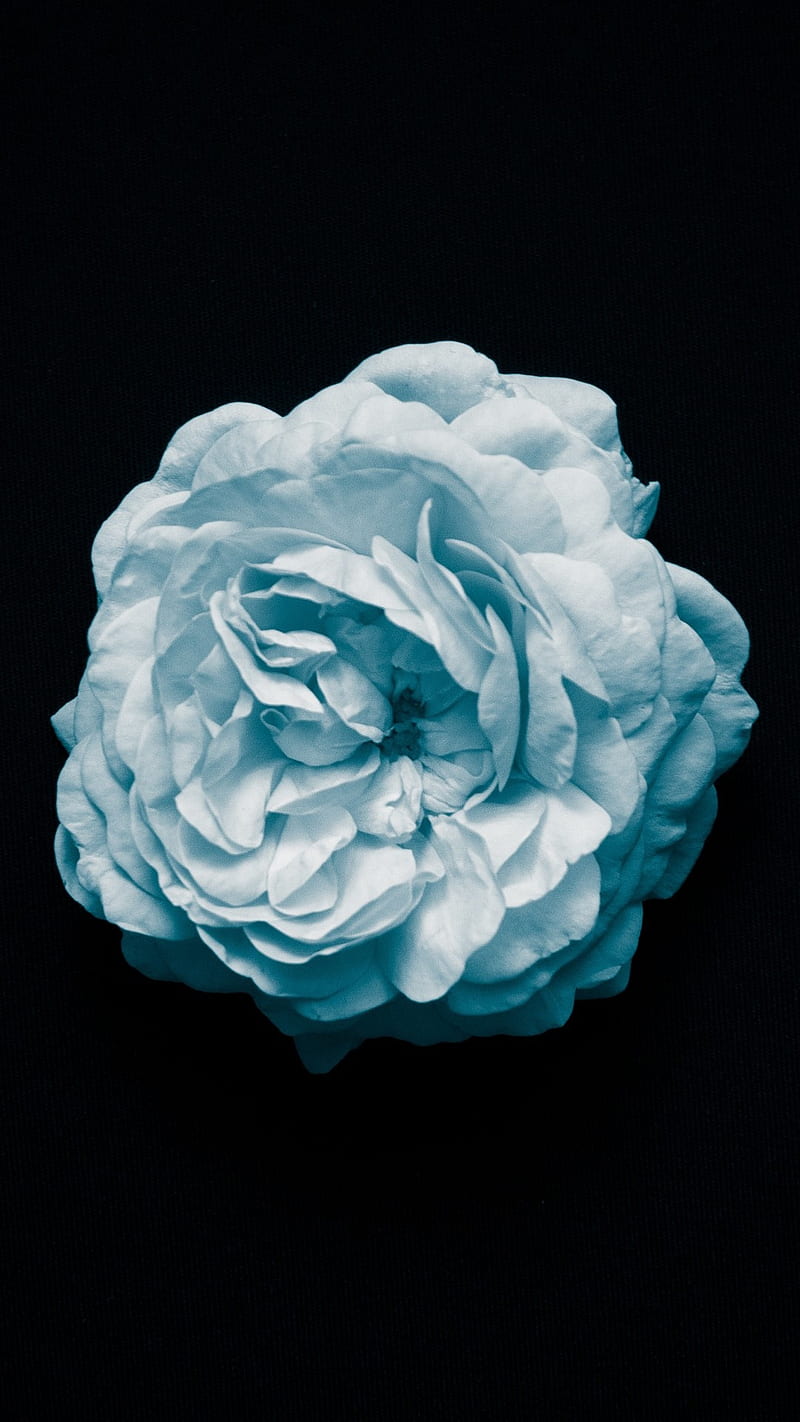 800x1422 HD flowers oled wallpaper