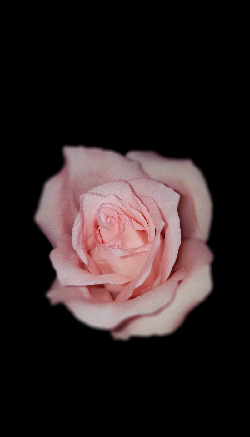800x1396 Pink Rose, amoled, black, bloom, blossom, flowers, oled, samsung, HD phone wallpaper