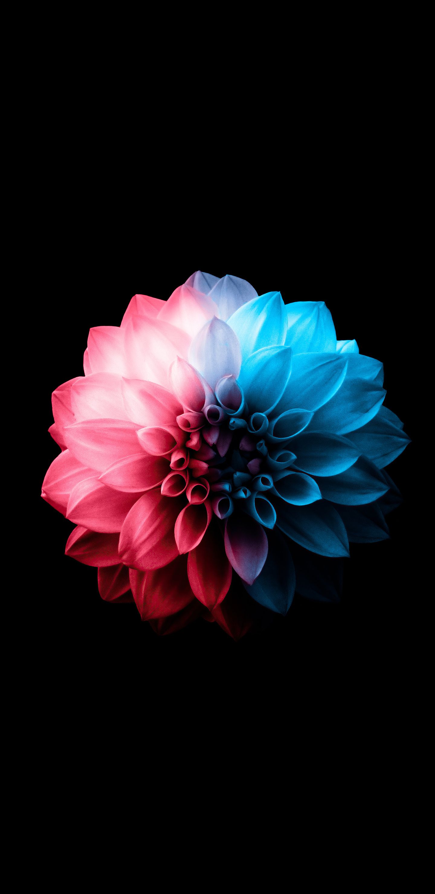 1440x2960 Flower Oled Dark 5k Samsung Galaxy Note S S SQHD , HD 4k Wallpaper, Image, Background, Photos and Picture