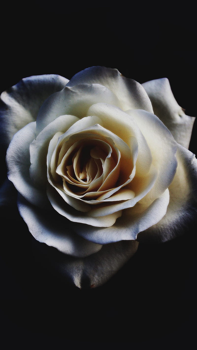 800x1422 White Rose, dark, oled, flowers, white rose, HD phone wallpaper