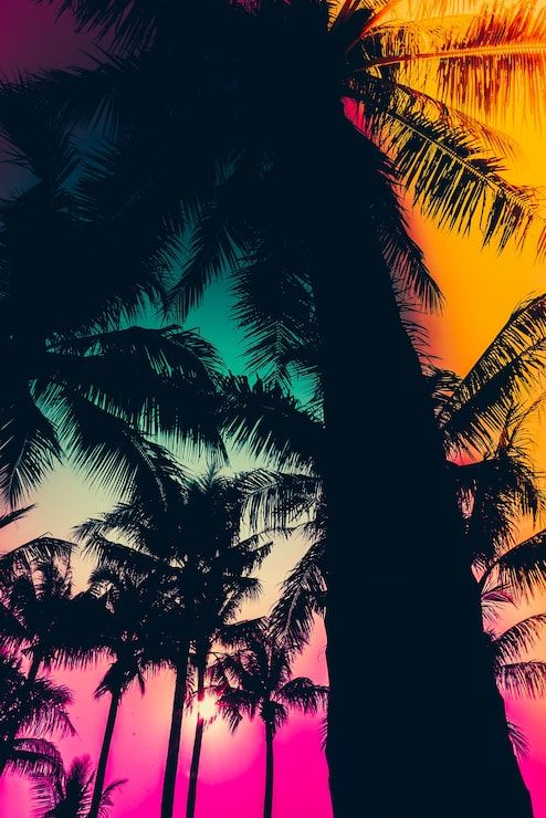 494x740 Tropical party sunset Image