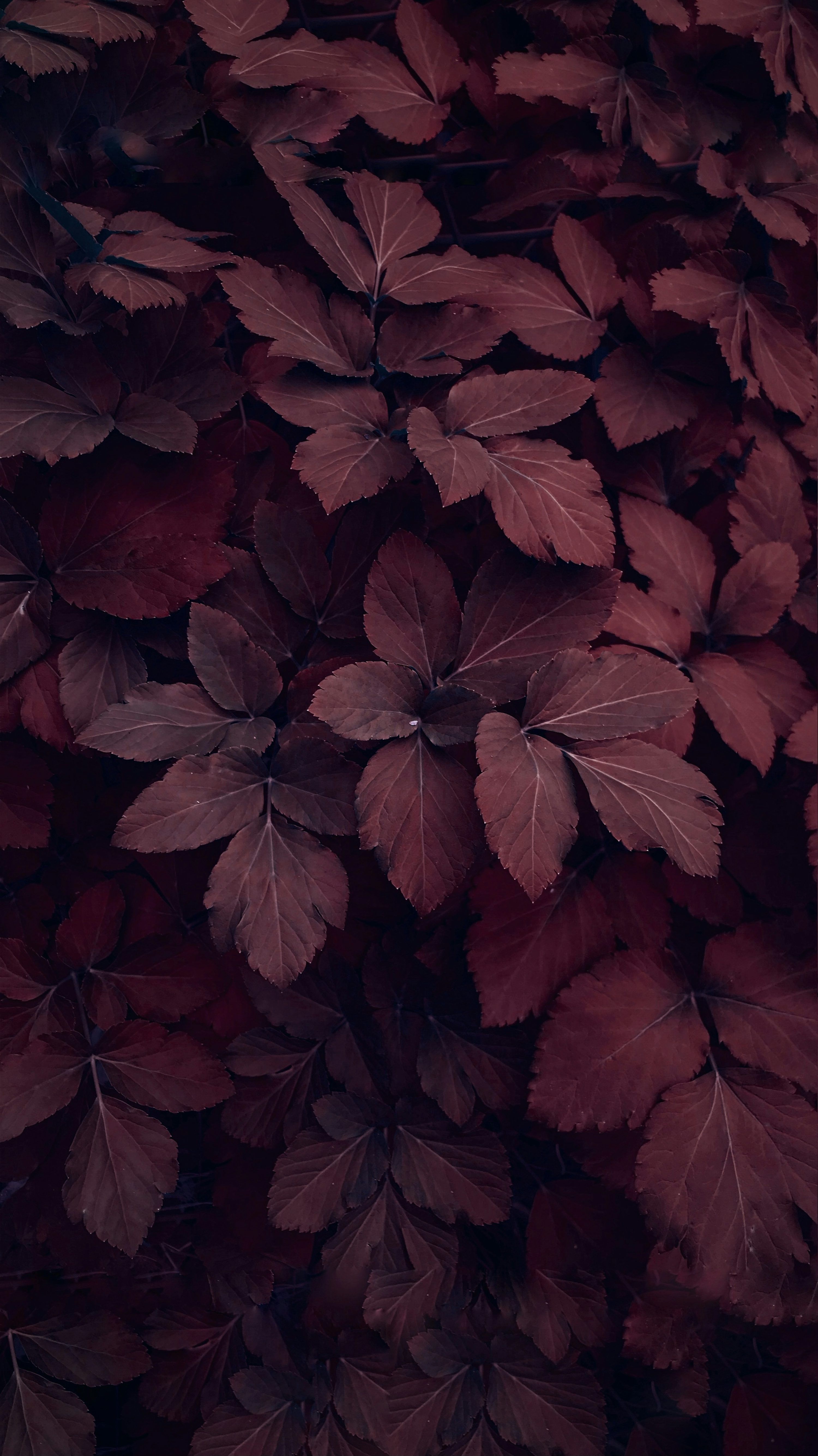 3000x5336 Maroon Picture. Download Free Image