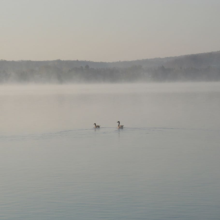910x910 HD wallpaper: nature, morning, lake michigan, foggy, ducks, swimming, water