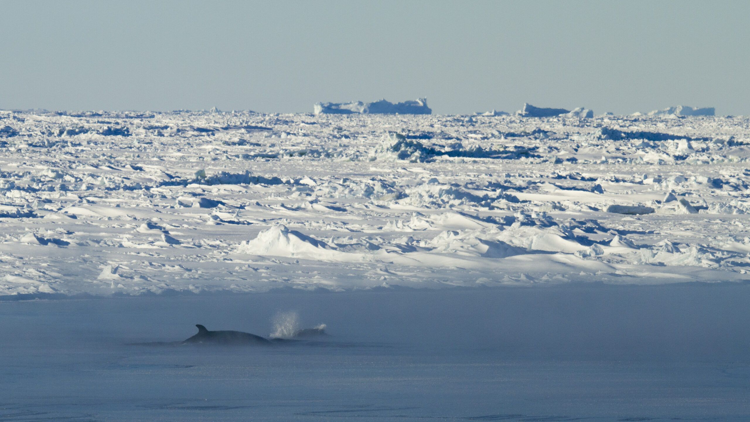 2560x1440 Sea change: new blueprint for Southern Ocean Antarctic Survey