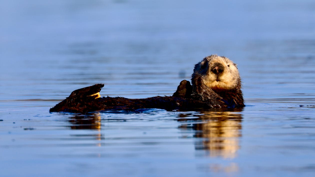 1260x709 Relaxed Southern Sea Otter Floating in California Waters · Free