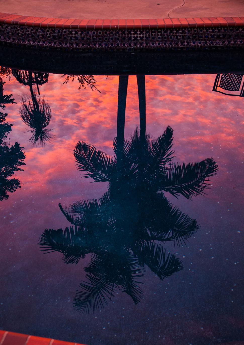 970x1367 Free of Palm Trees Reflected in Pool at Dusk with Pink Skies. Download Free Image and Free Illustrations