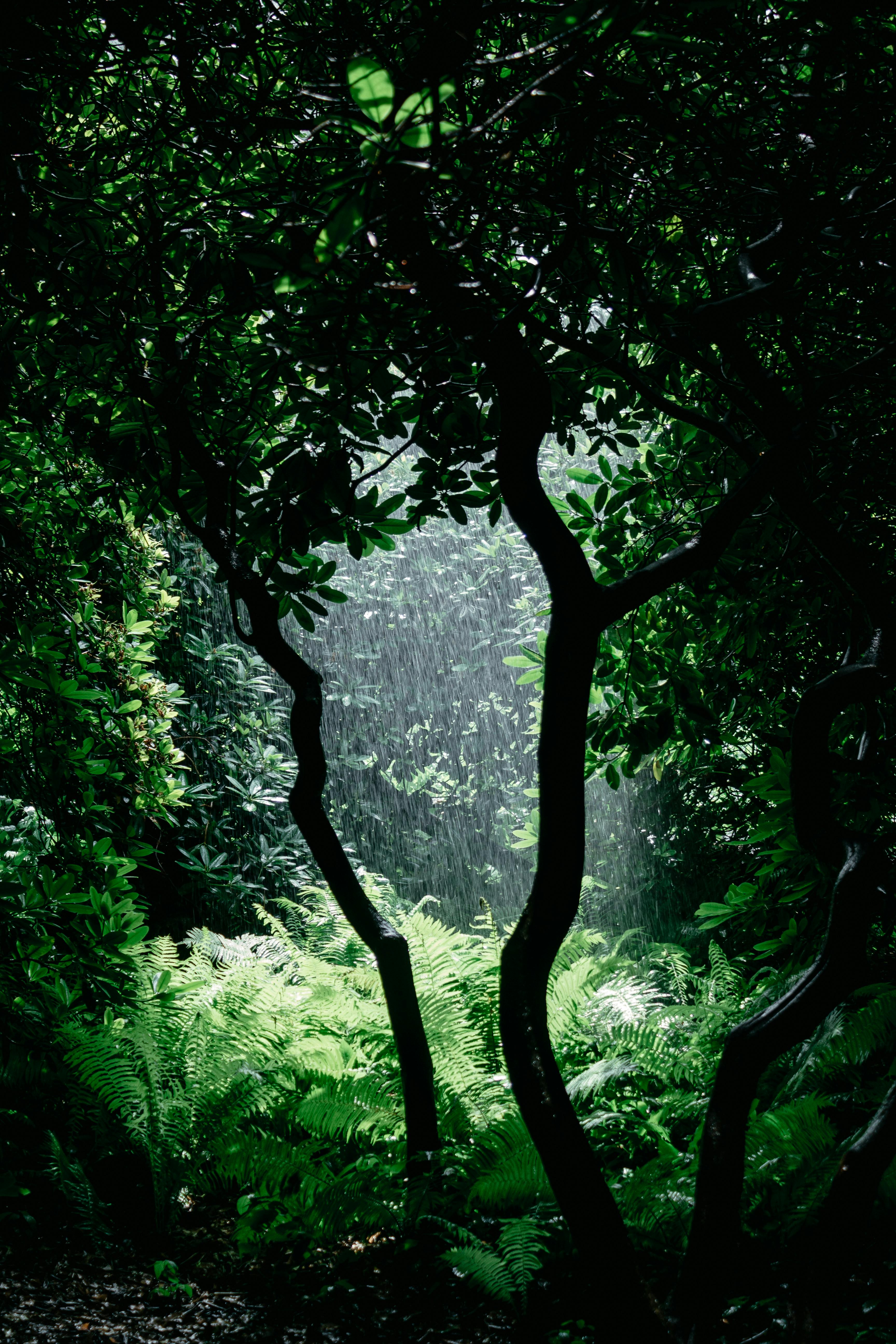 3456x5184 Rain Forest Photo, Download The BEST Free Rain Forest & HD Image