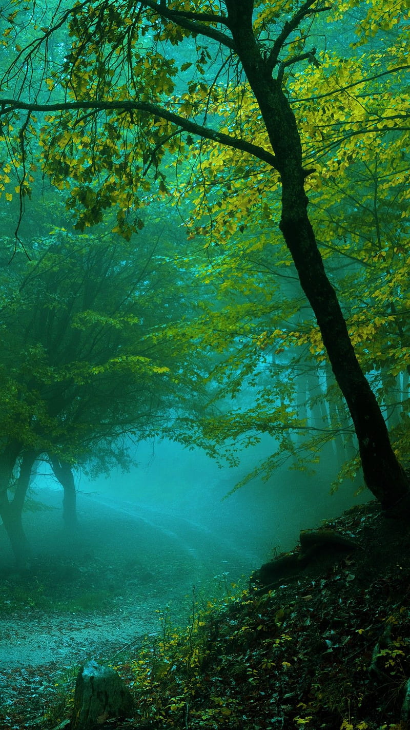 800x1422 Road in the rainy forest, trees, nature, jungle, HD phone wallpaper