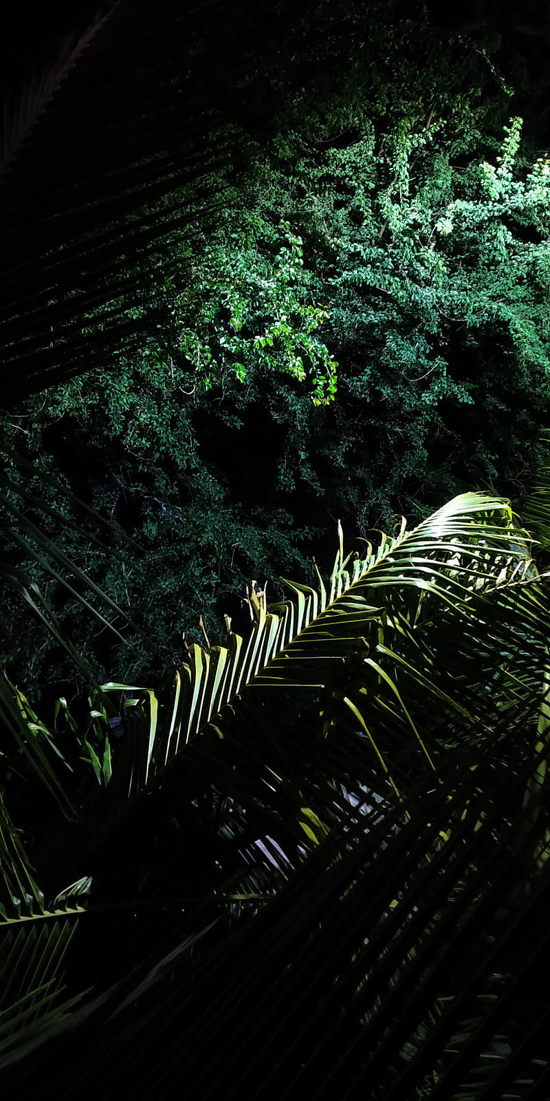 800x1600 Rainy night, forest, jungle, rain, HD phone wallpaper