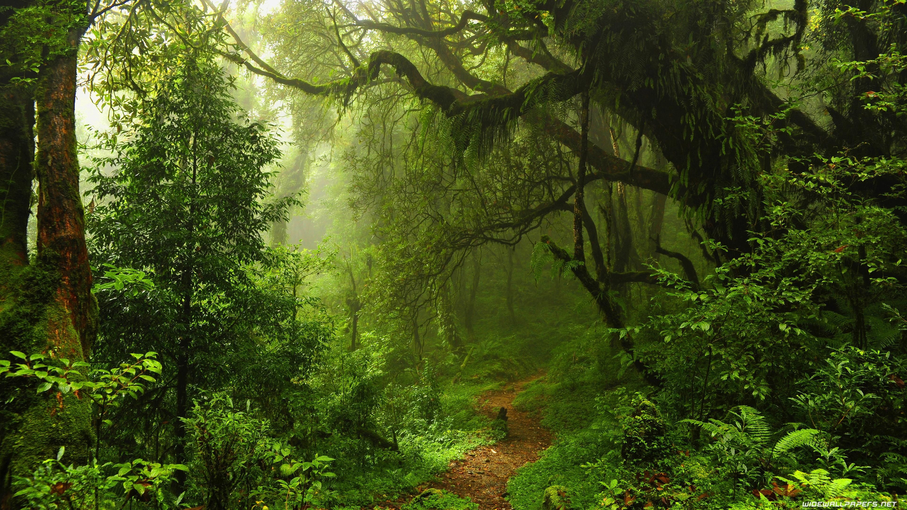 3840x2160 Amazon Rain Forest Wallpaper
