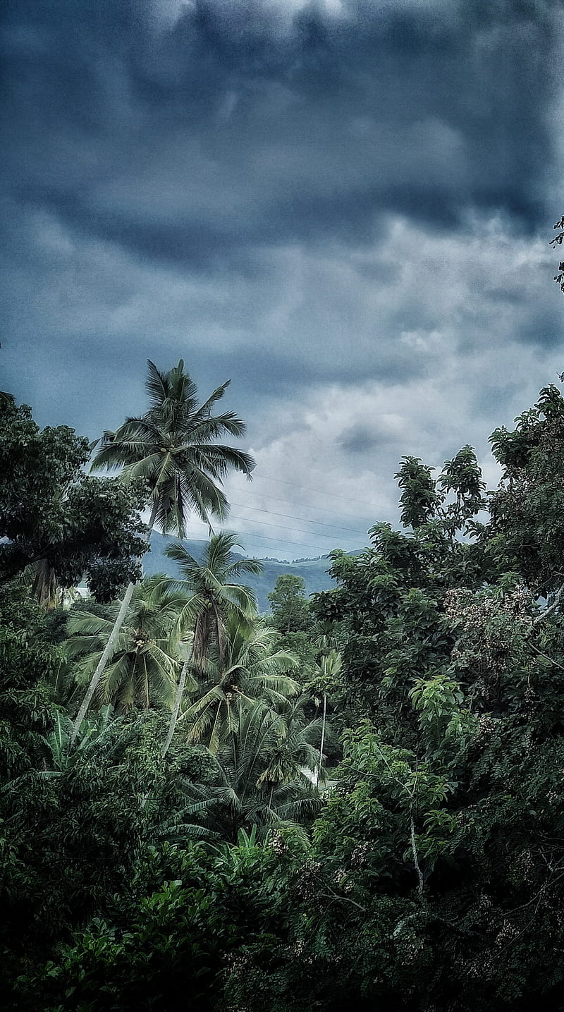 800x1435 Nature, rain, forest, tree, dark, cloud, HD phone wallpaper