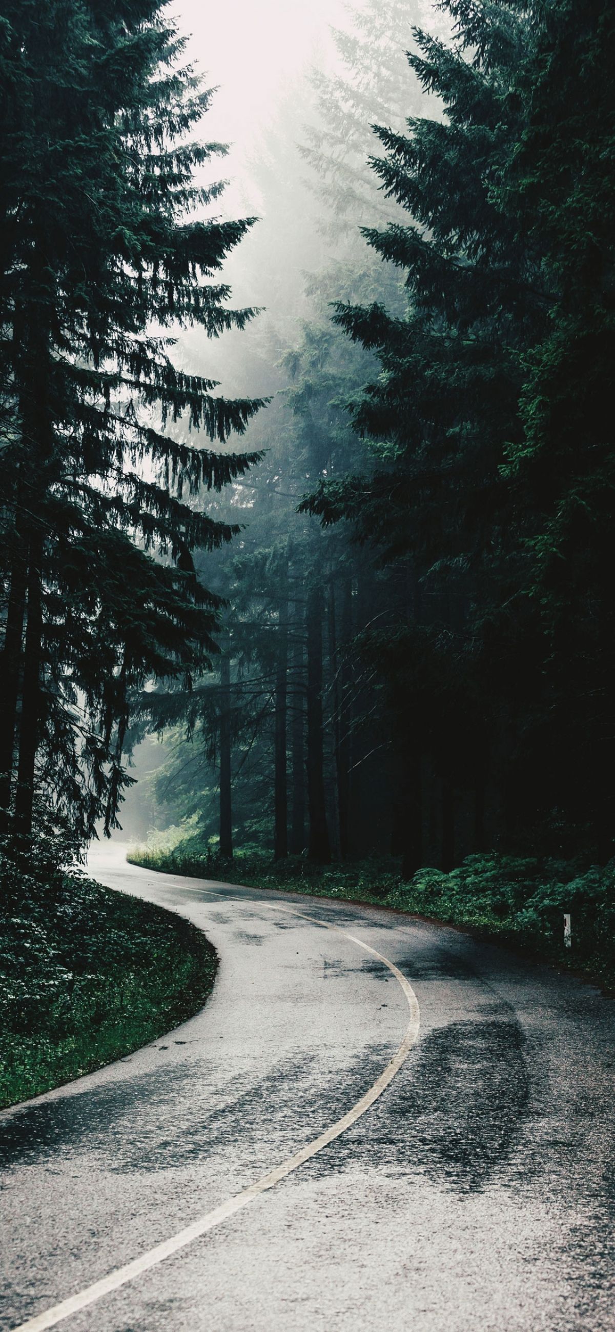 1200x2598 Highway On A Rainy Day In The Forest