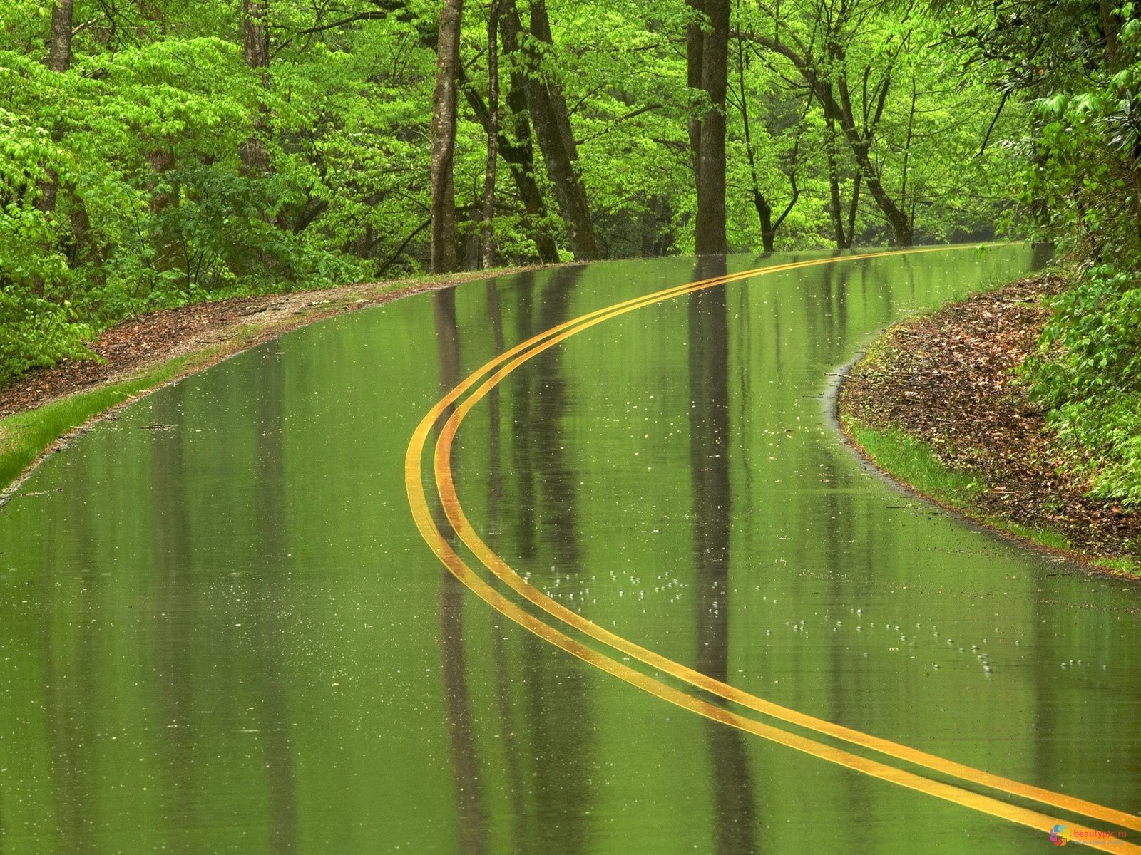 1600x1200 roads, Wet, Rain, Trees, Forest Wallpaper HD / Desktop and Mobile Background