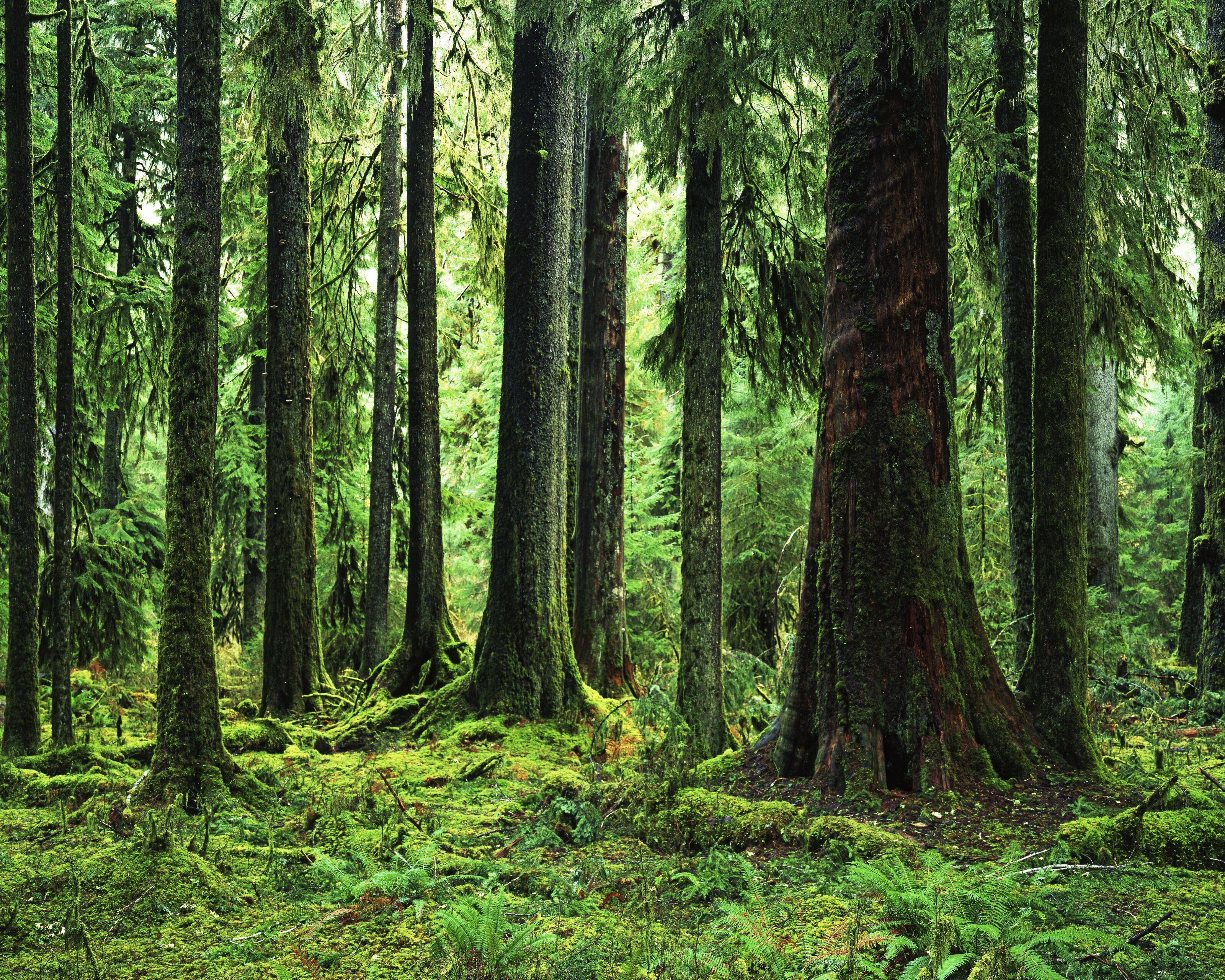 3200x2560 Sitka Spruce, Hoh Rain Forest Wall Mural