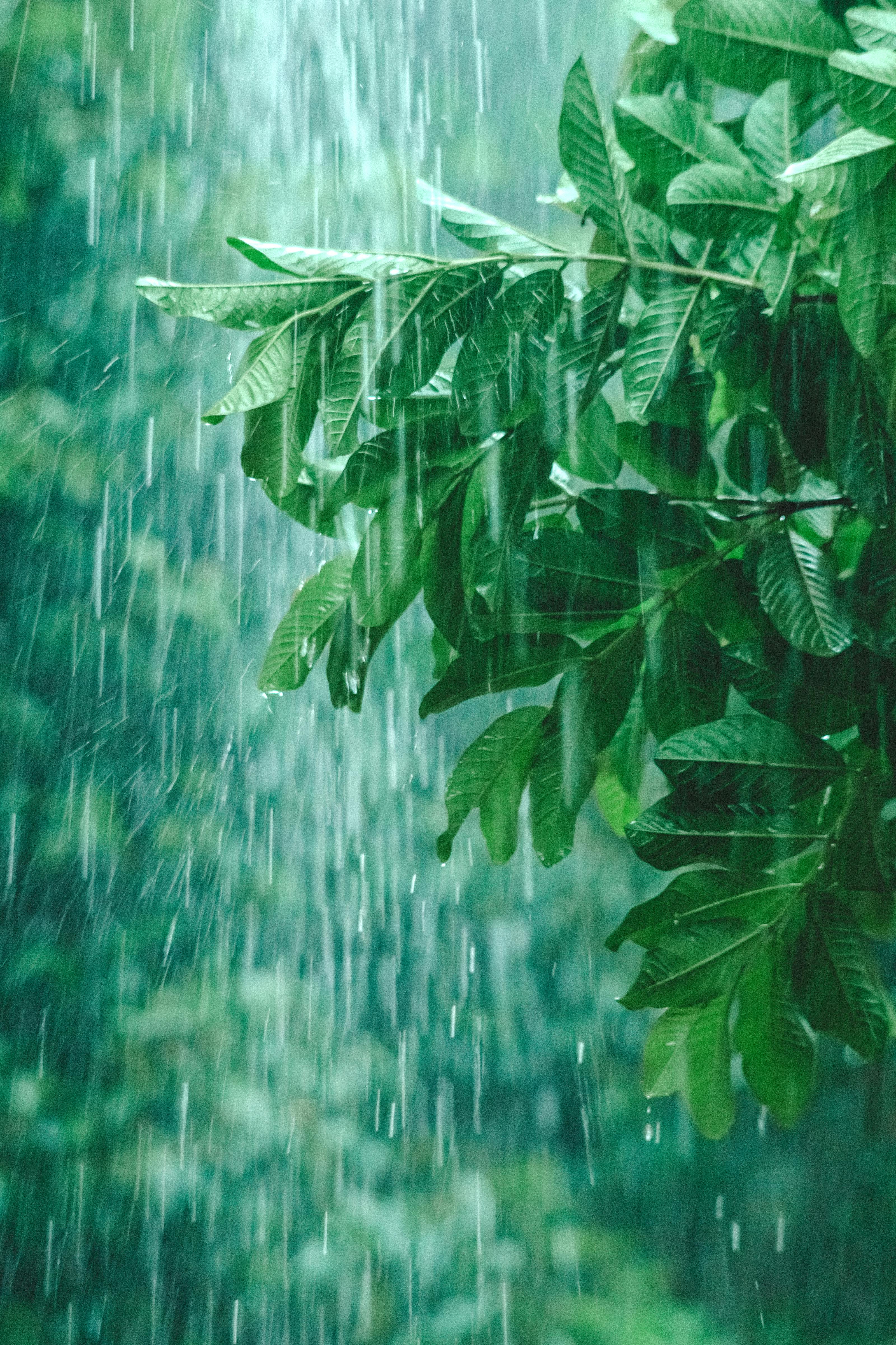 3200x4800 Rainy Forest Photo, Download The BEST Free Rainy Forest & HD Image