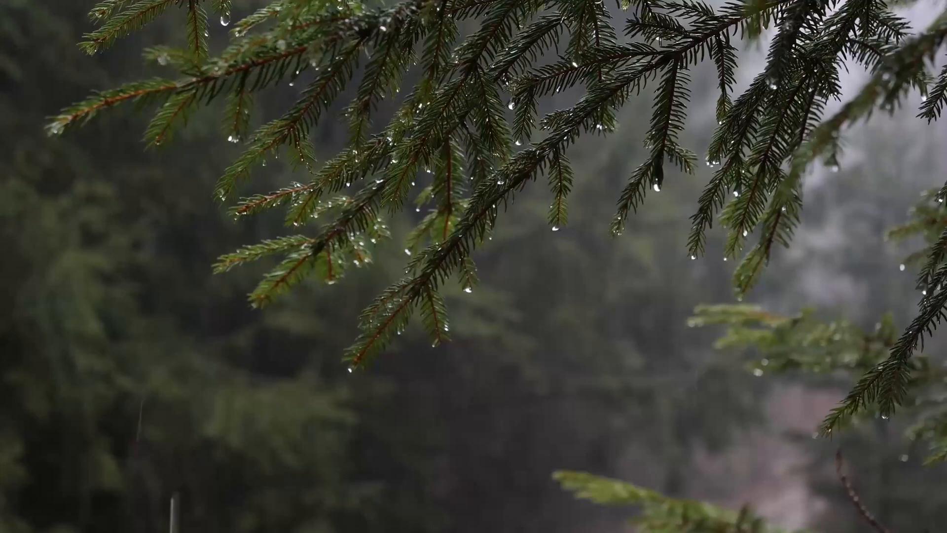 1920x1080 Rainy Pine Forest Live Wallpaper