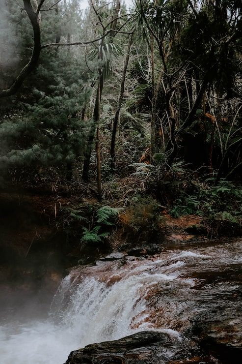 493x740 Rain forest wallpaper Image