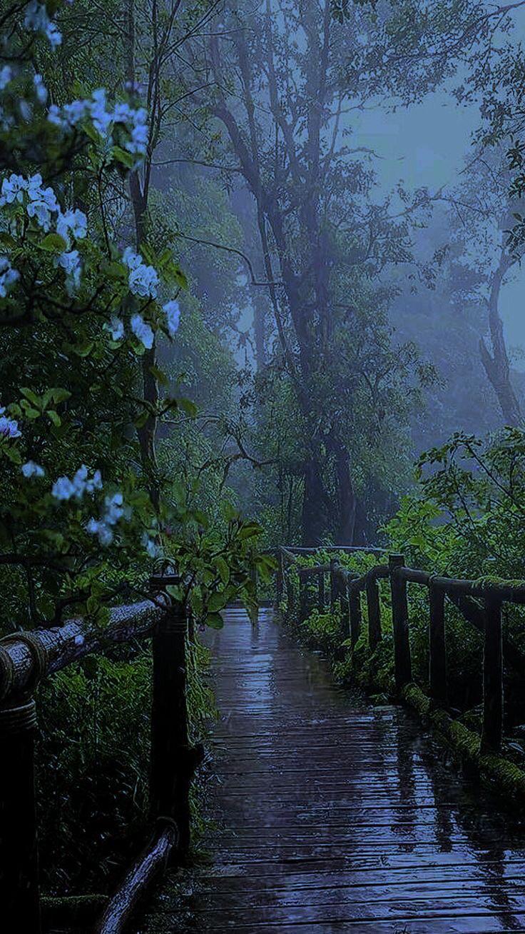 736x1308 Rainy forest