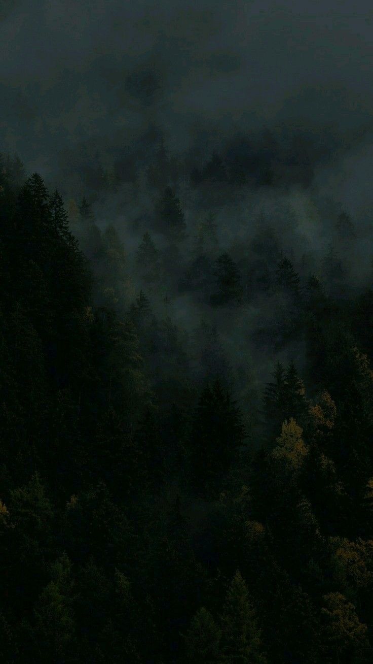736x1308 black forest wallpaper
