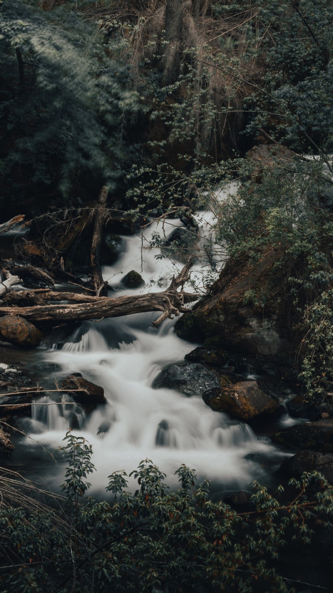 1080x1920 Rainforest Wallpaper for IPhone 6S /7 /8 [Retina HD]