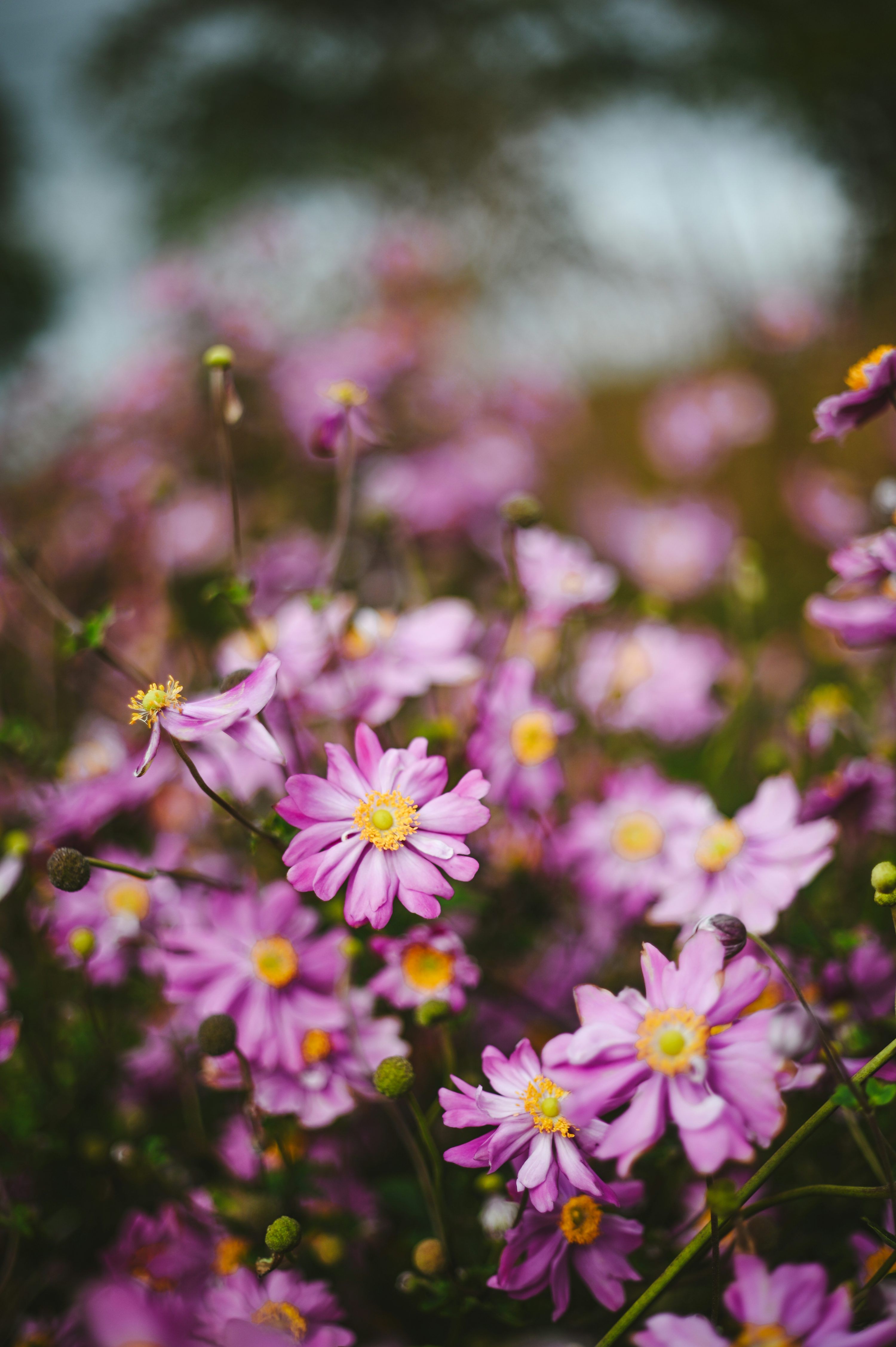 3000x4509 Field of delicate pink japanese anemone flowers. photo