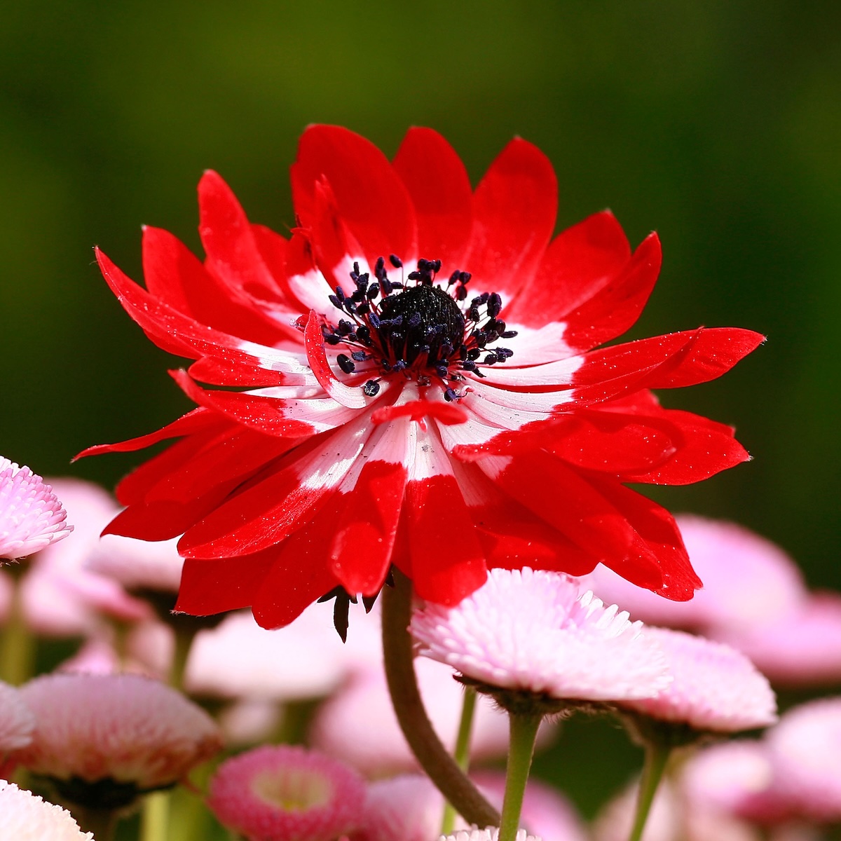 1200x1200 Anemone Flower Varieties