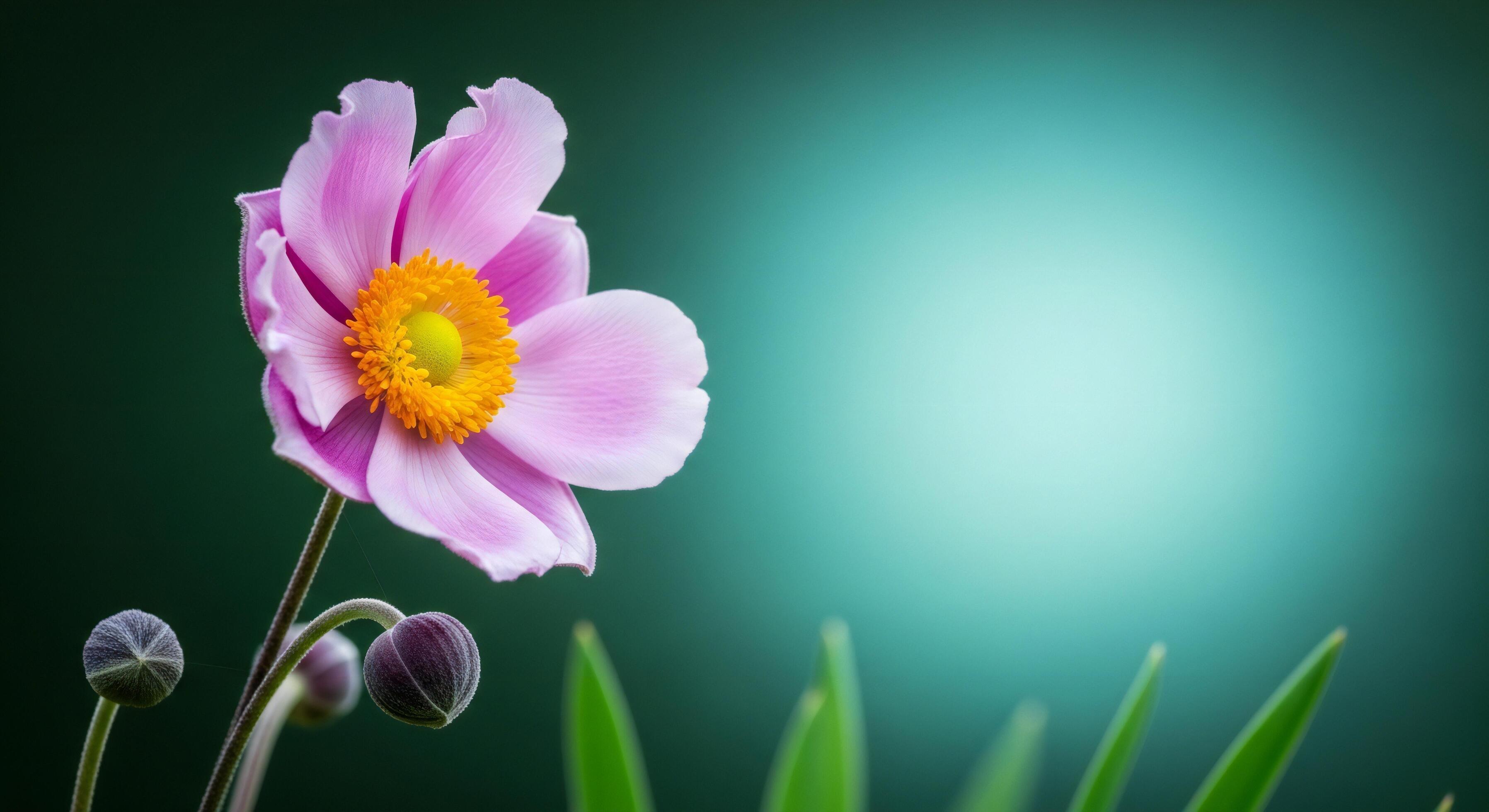 3593x1960 Flowers background, Flowers wallpaper, Delicate pink Japanese anemone flower with prominent yellow center and unopened buds against a blurred teal background